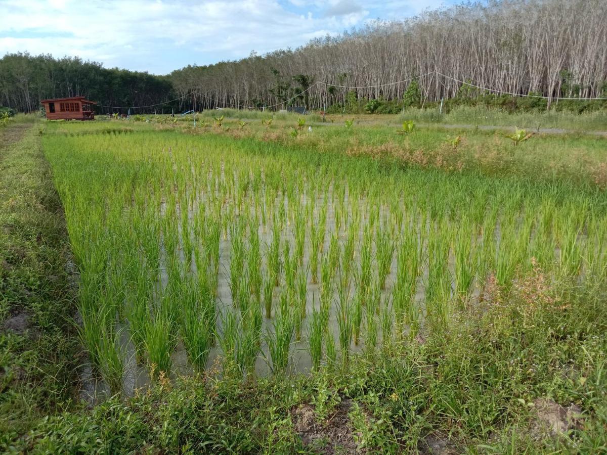 Raina Bualuang Cafe & Farm Stay Ban Na No Exterior photo
